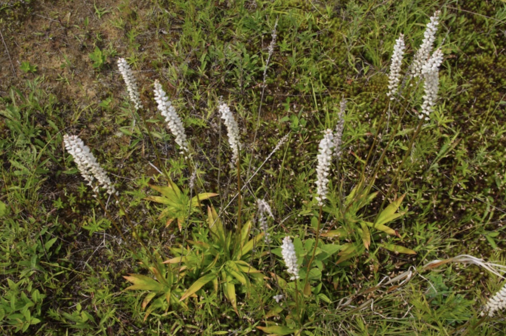 aletris-farineux-utilisations
