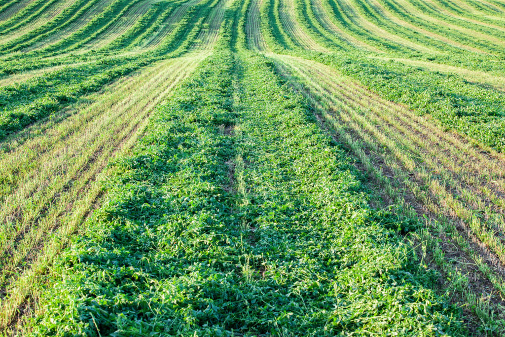 alfalfa-phytotherapie