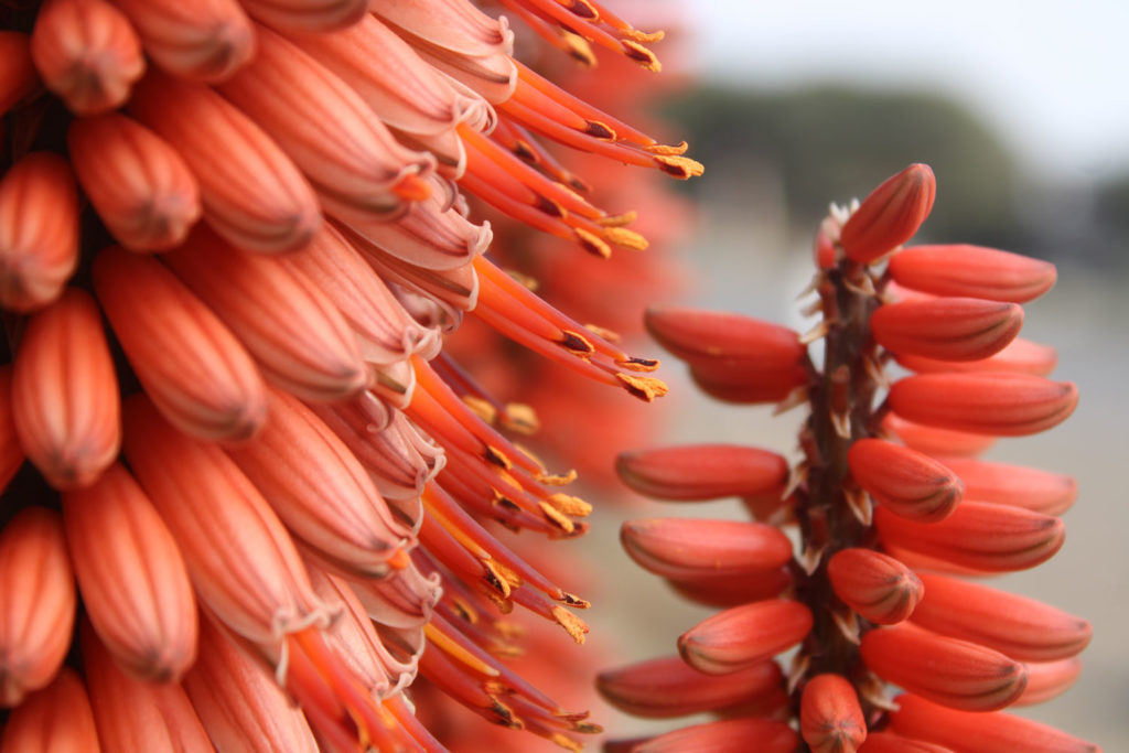 aloes-du-cap-caracteristiques