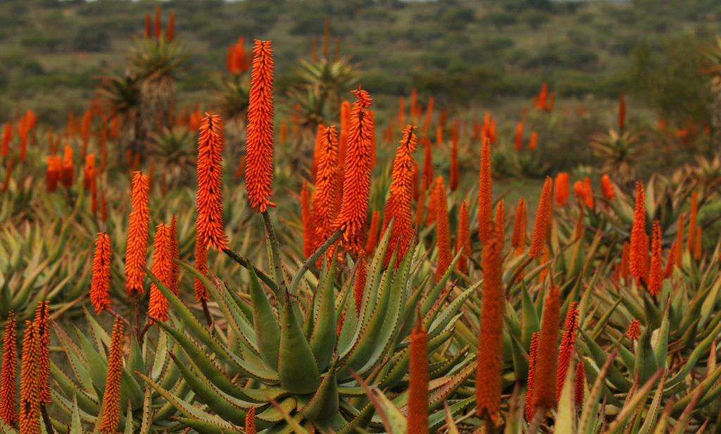 aloes-du-cap-phytotherapie