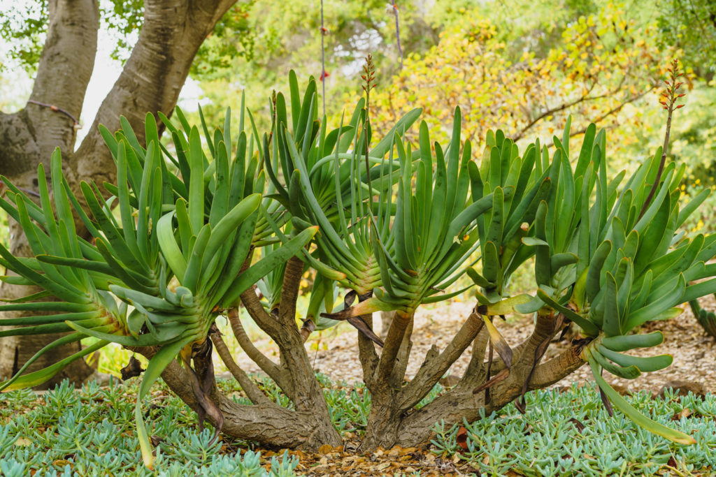 aloes-phytotherapie