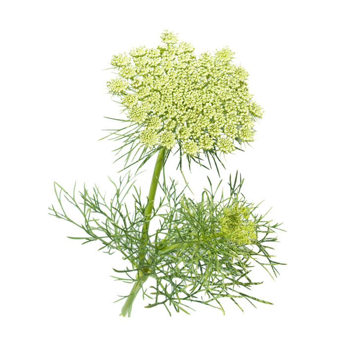 ammi-visnaga