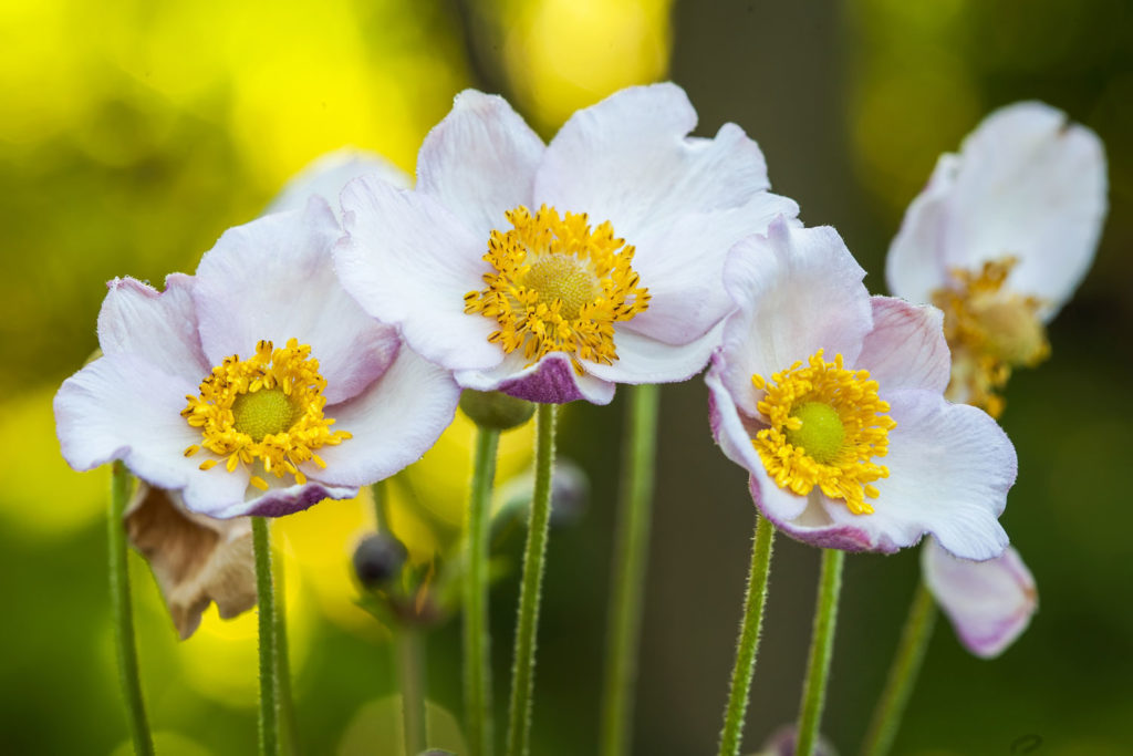 anemone-sylvie-caracteristiques