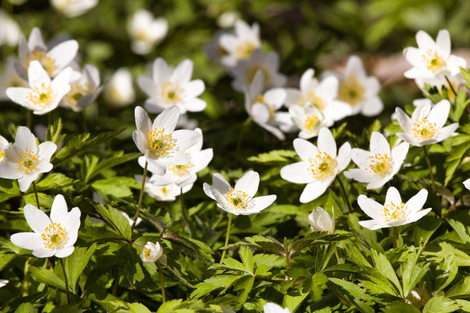 anemone-sylvie-phytotherapie
