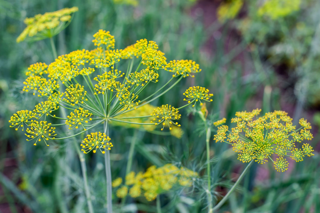 aneth-odorant-utilisations