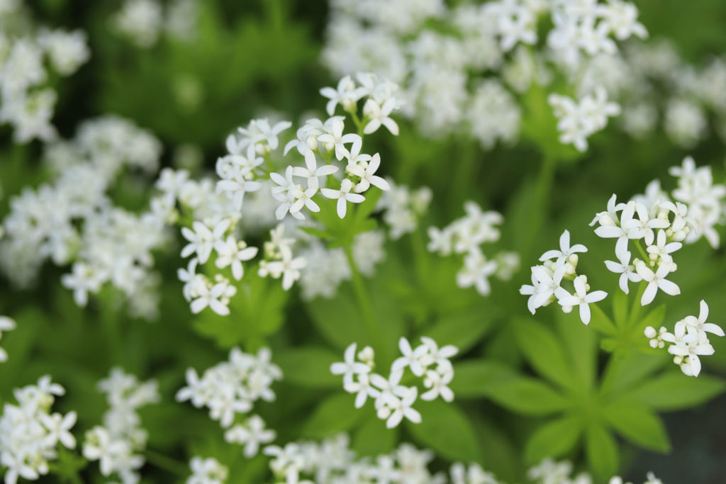 asperule-odorante-02