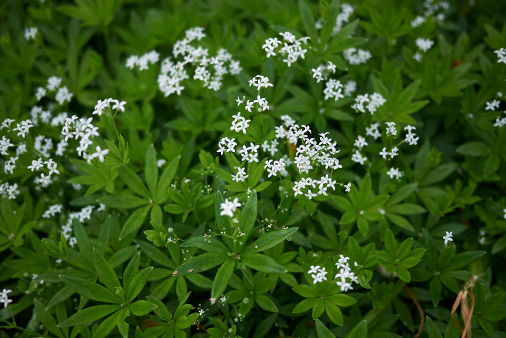 asperule-odorante-03