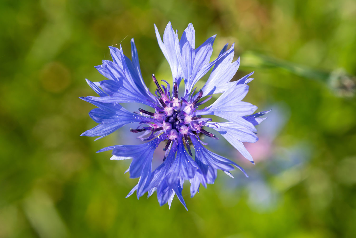 Bleuet : Propriétés, Bienfaits et Applications en Phytothérapie