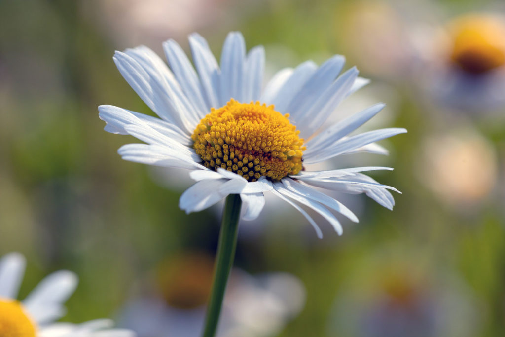 camomille-allemande-01