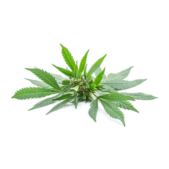 Chanvre (Cannabis sativa) - Utilisations et bienfaits- Plantes et Santé