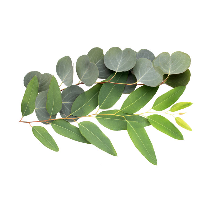 eucalyptus