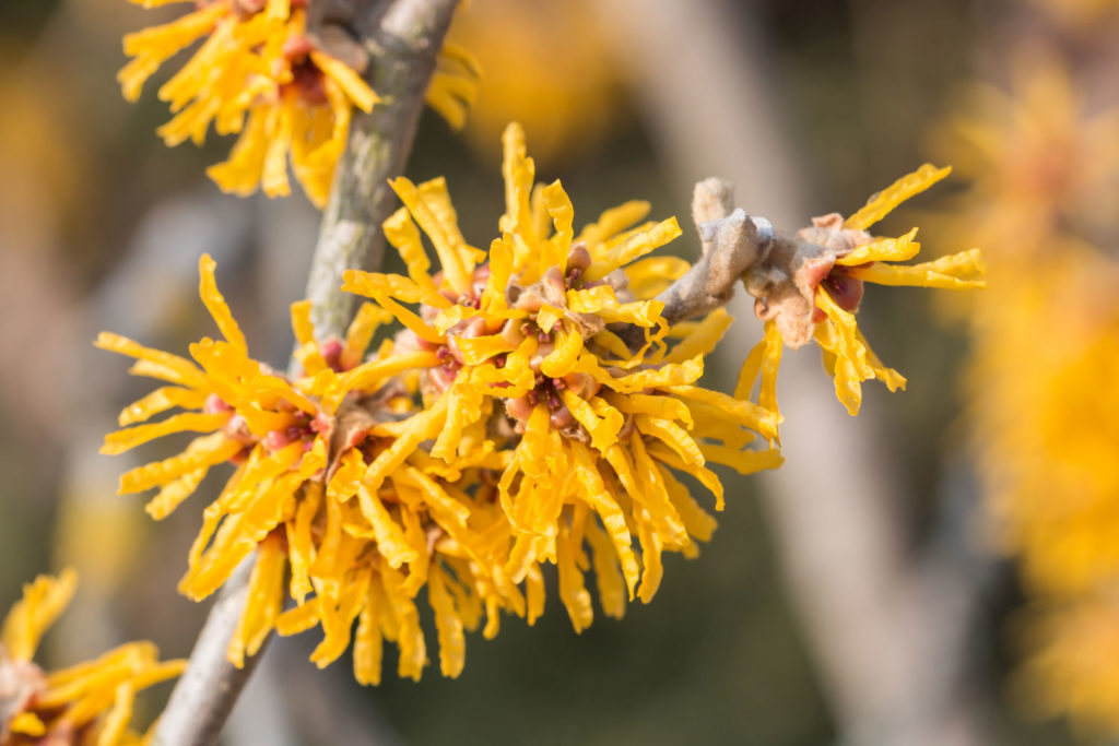 hamamelis-01