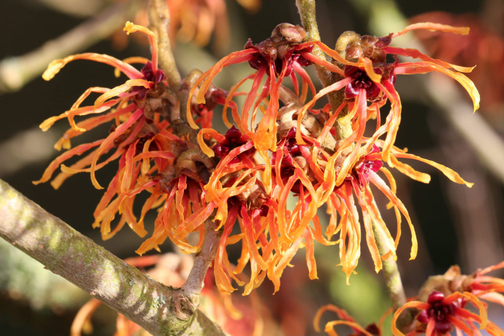 hamamelis-02