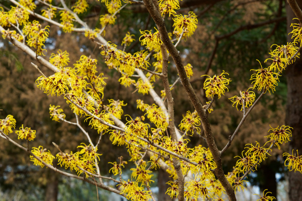 hamamelis-03