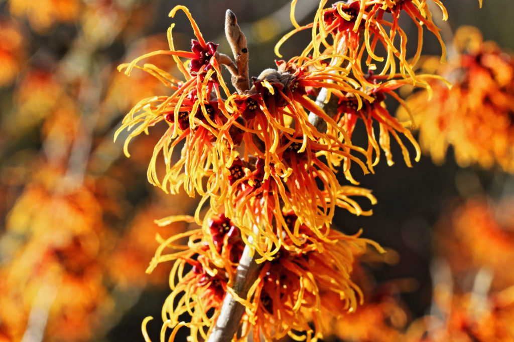 hamamelis-04