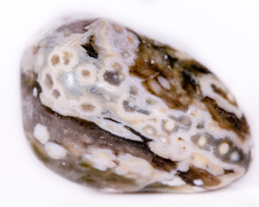 Agate Turitelle avec fossiles Elimia tenera préservés, Formation de Green River