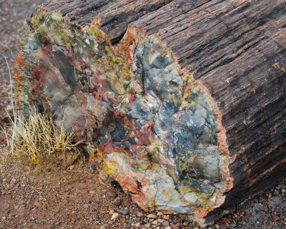 Pierre xyloïde agate - histoire bois silicifié gemme Patagonie argentine Petrified Forest Arizona