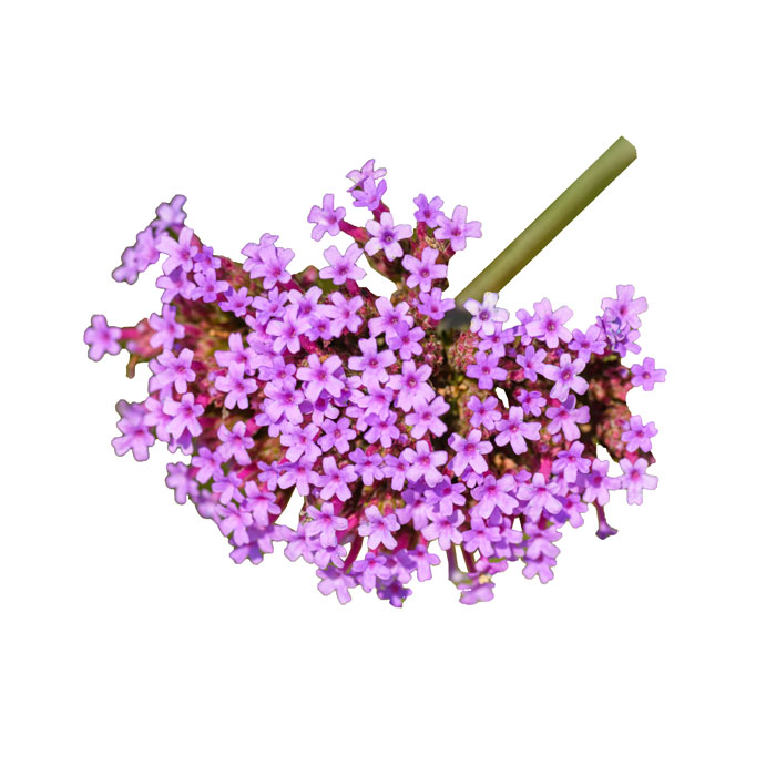 verveine-officinale