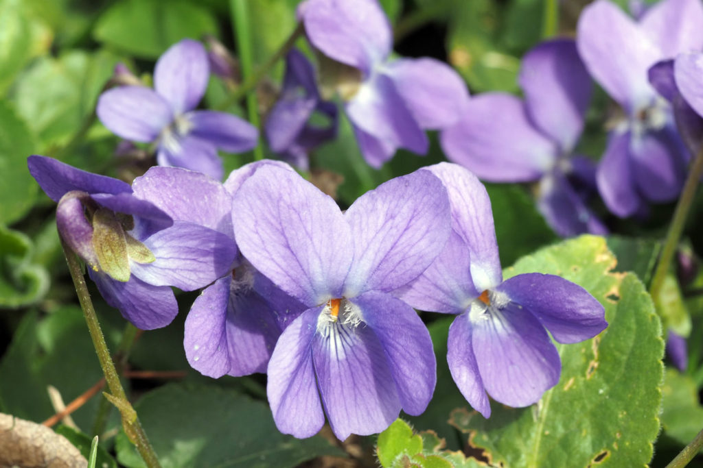 violette-odorante-03