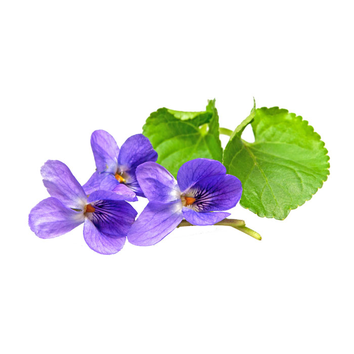 violette-odorante