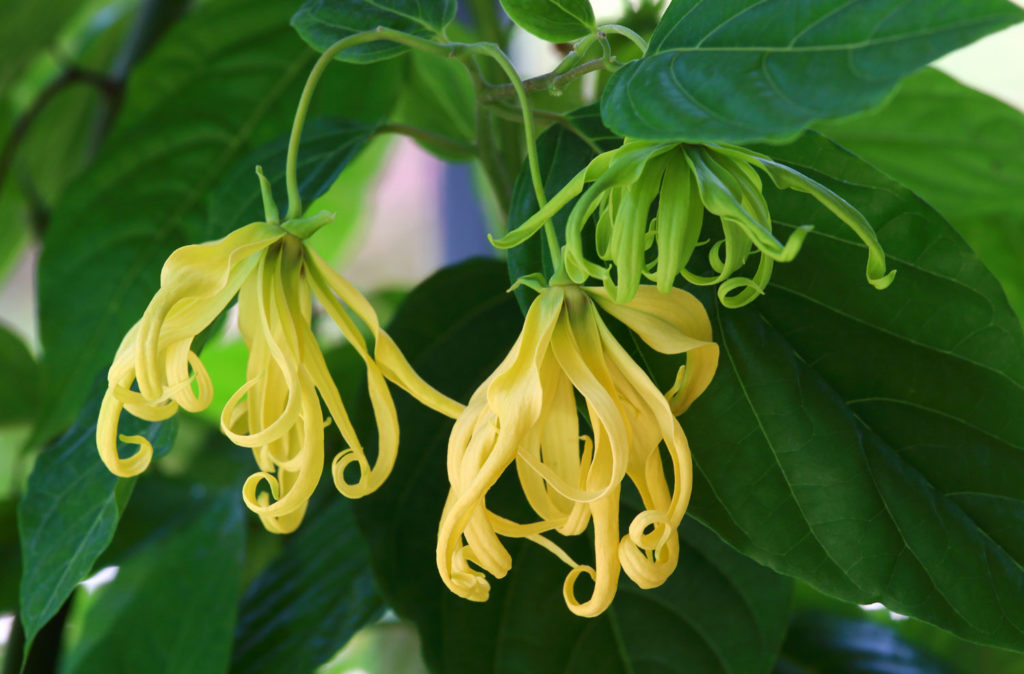 ylang-ylang-01