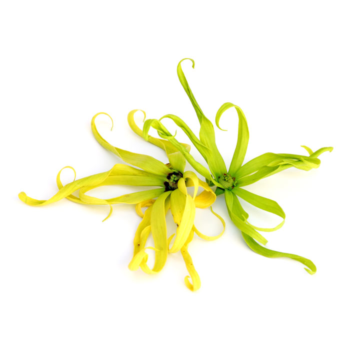 ylang-ylang