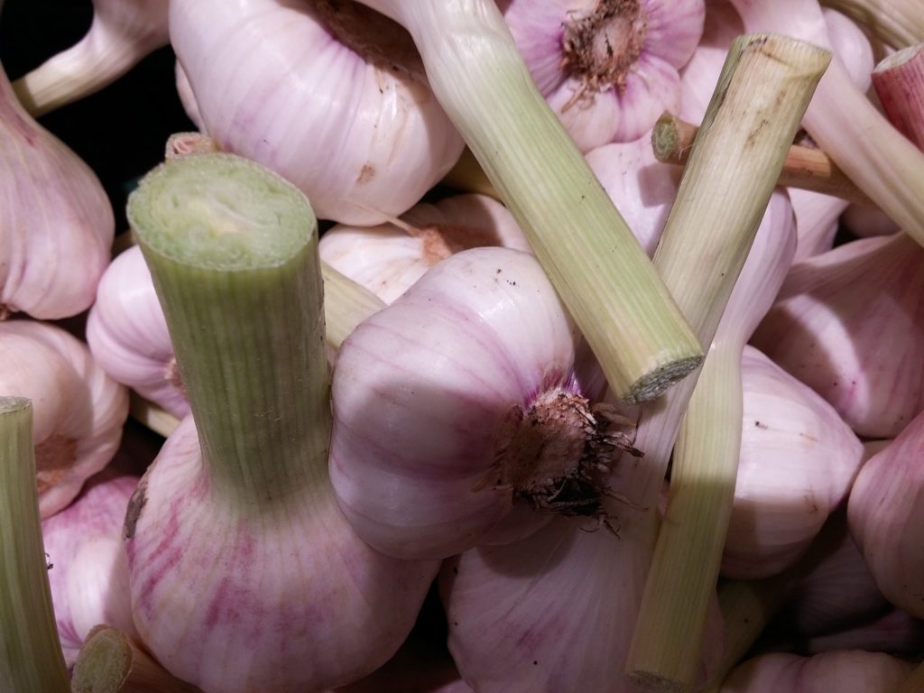Ail : Propriétés, Bienfaits et Applications en Phytothérapie - France ...