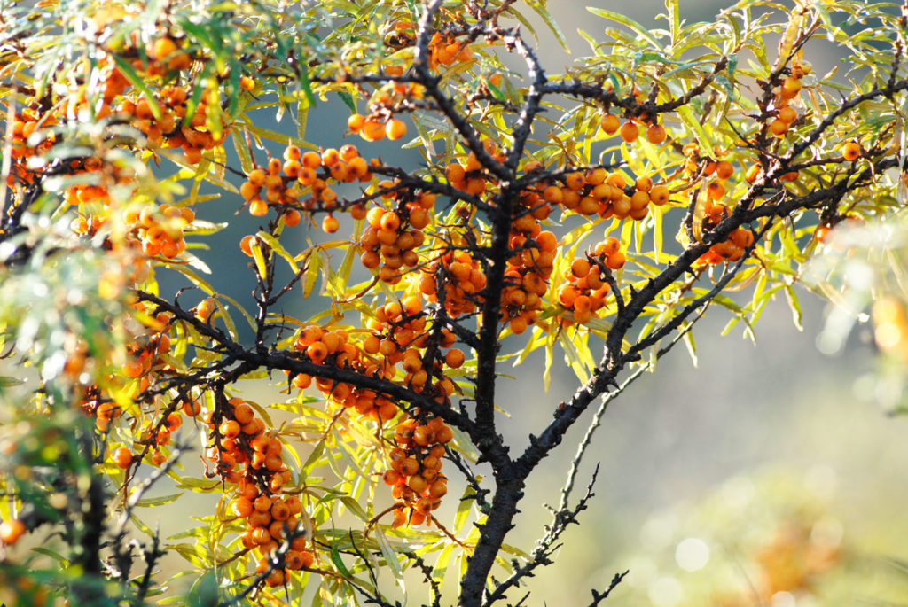 argousier-phytotherapie