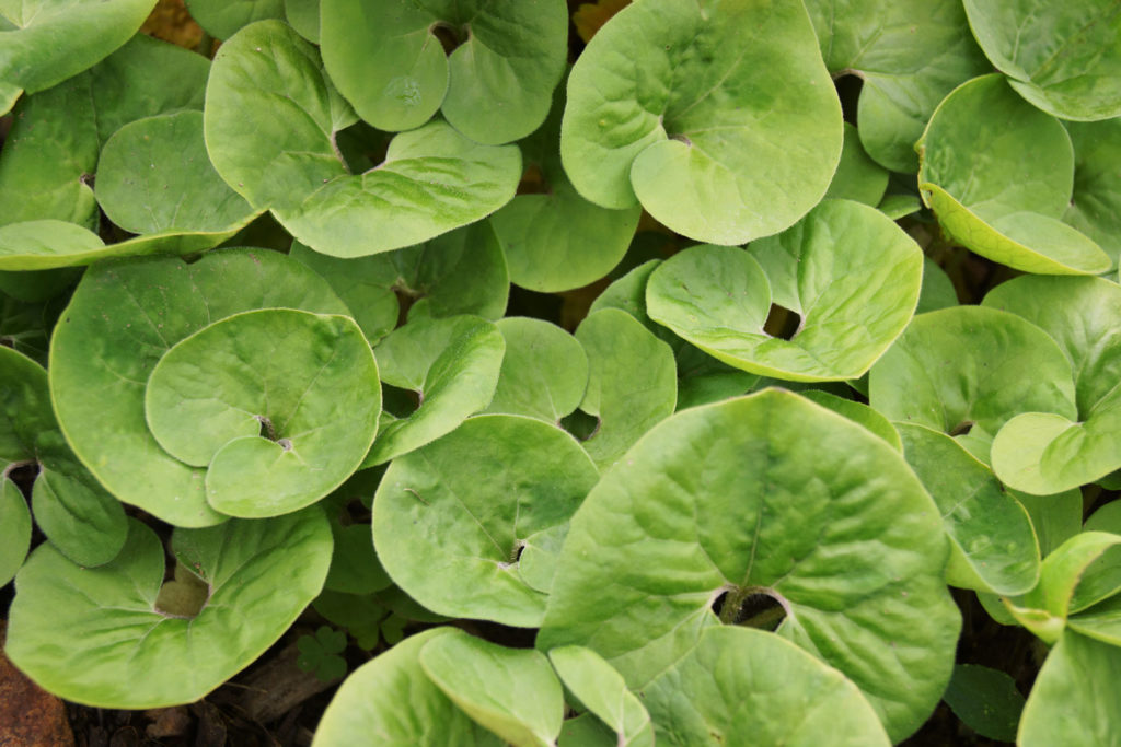 asaret-du-canada-caracteristiques