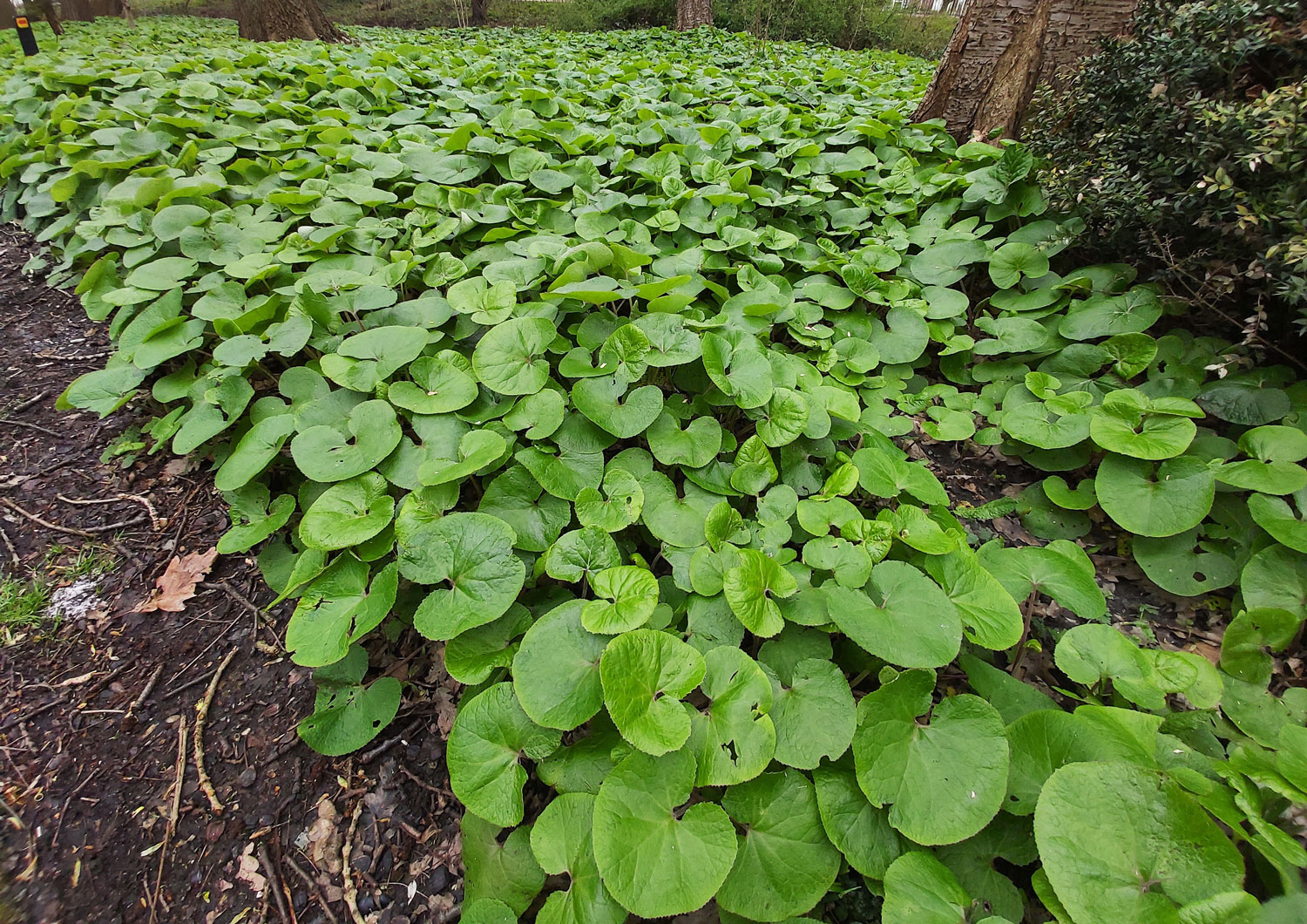 asaret-du-canada-phytotherapie