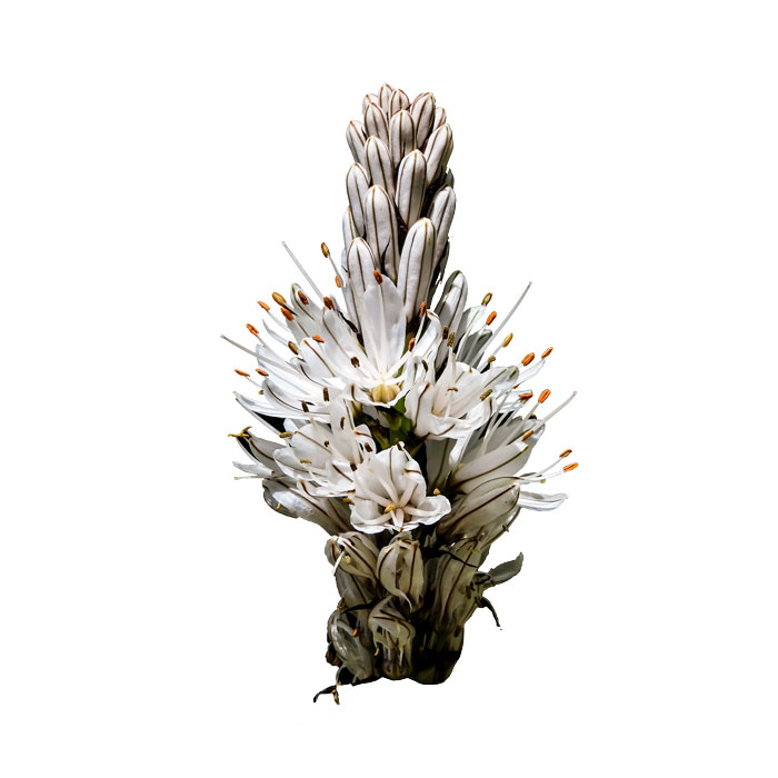 asphodele-blanc