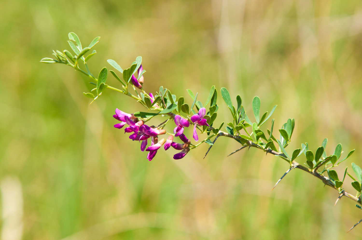 astragale-caracteristiques