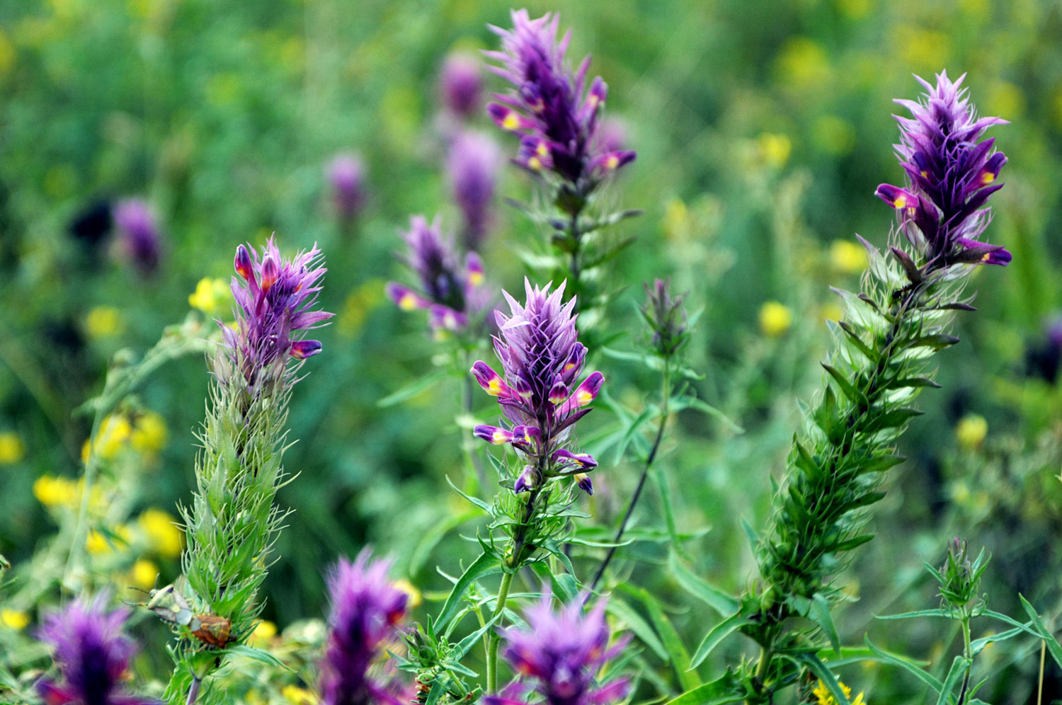 astragale-phytotherapie