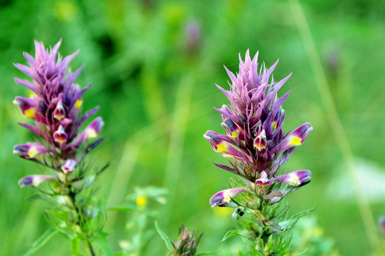 Astragale Caractéristiques, Utilisations et Bienfaits Phytothérapie
