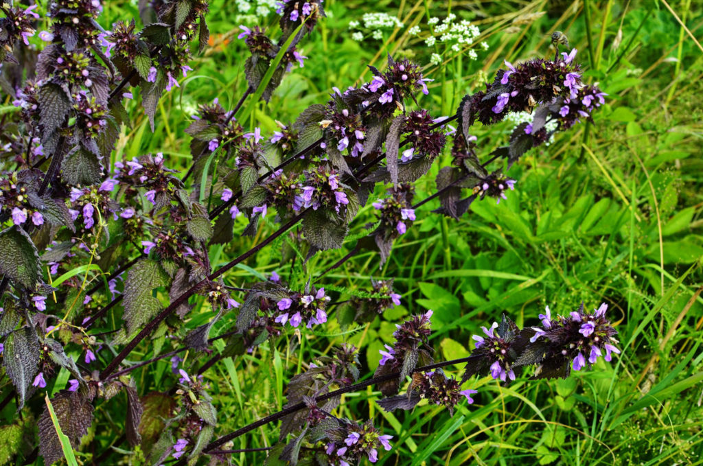 ballote-phytotherapie