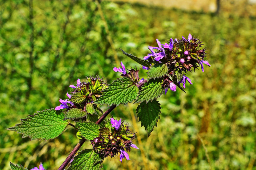 ballote-utilisations