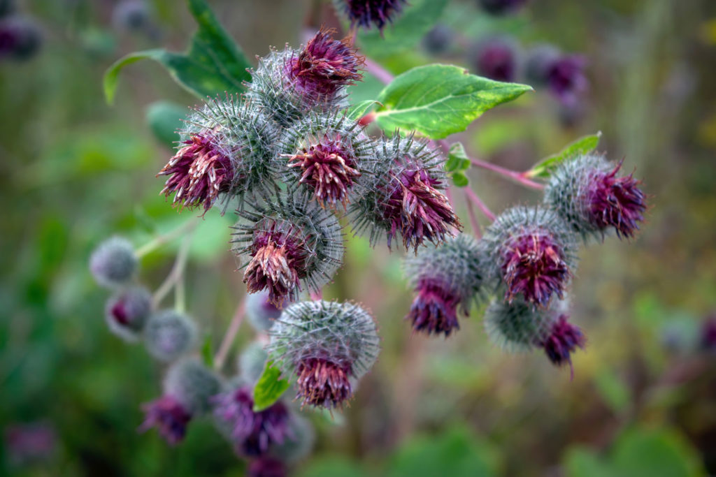 bardane-utilisations