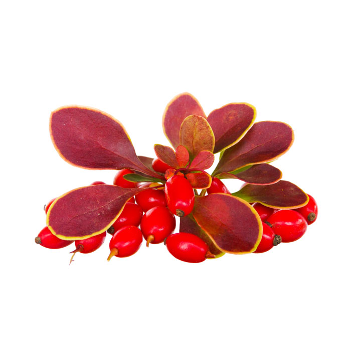 berberis