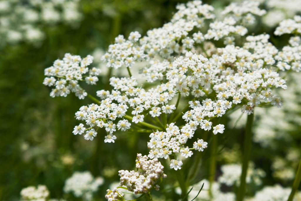 carvi-caracteristiques