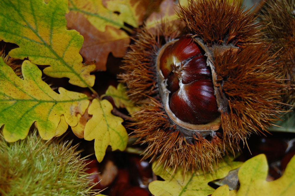 chataignier-utilisations-01