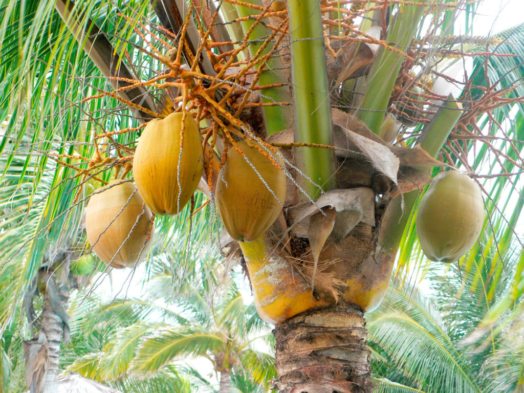 coco-caracteristiques