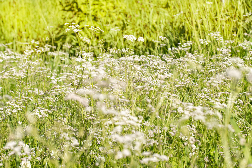 cumin-caracteristiques