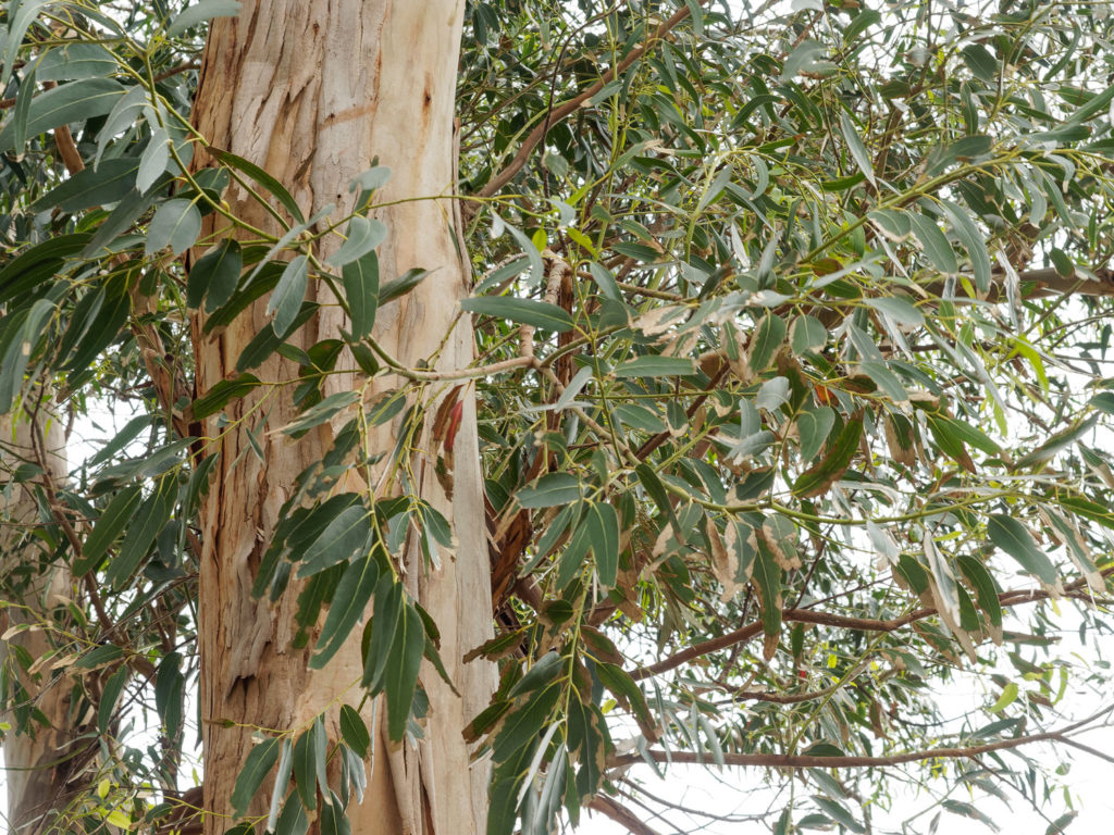 eucalyptus-globuleux-phytotherapie