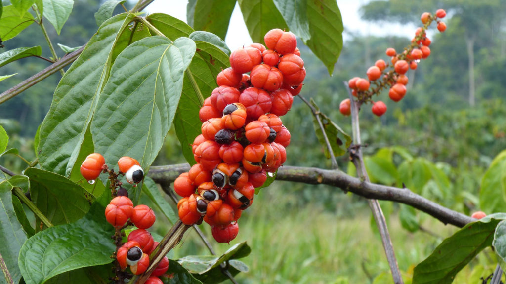 guarana-phytotherapie