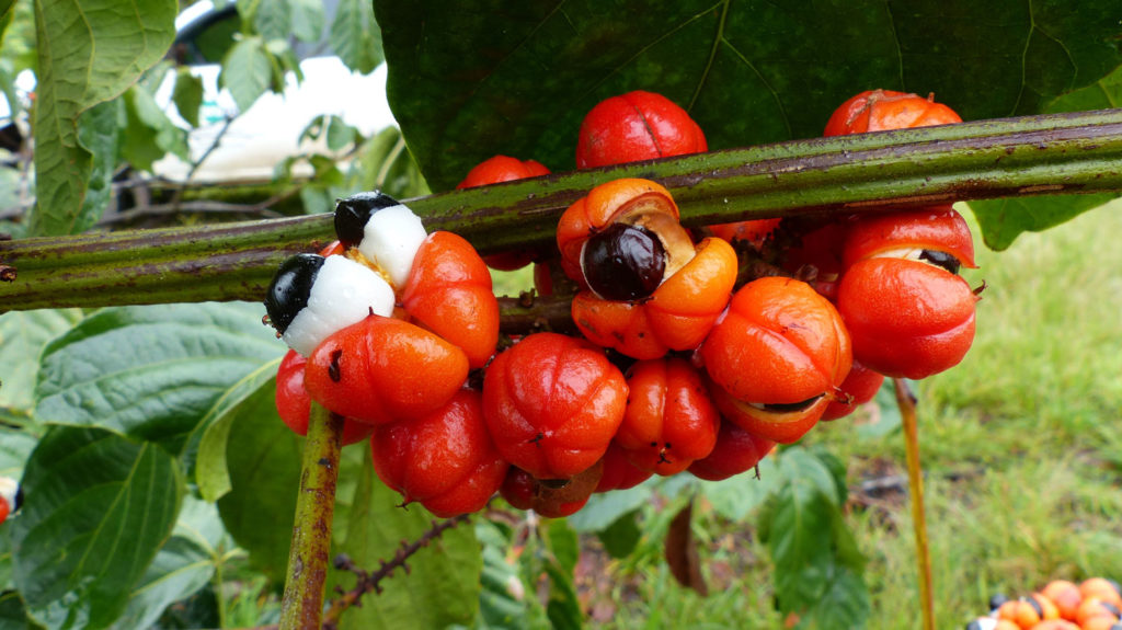 guarana-utilisations