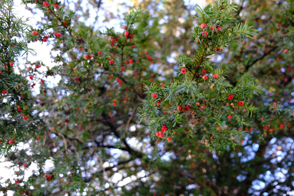 if-commun-phytotherapie