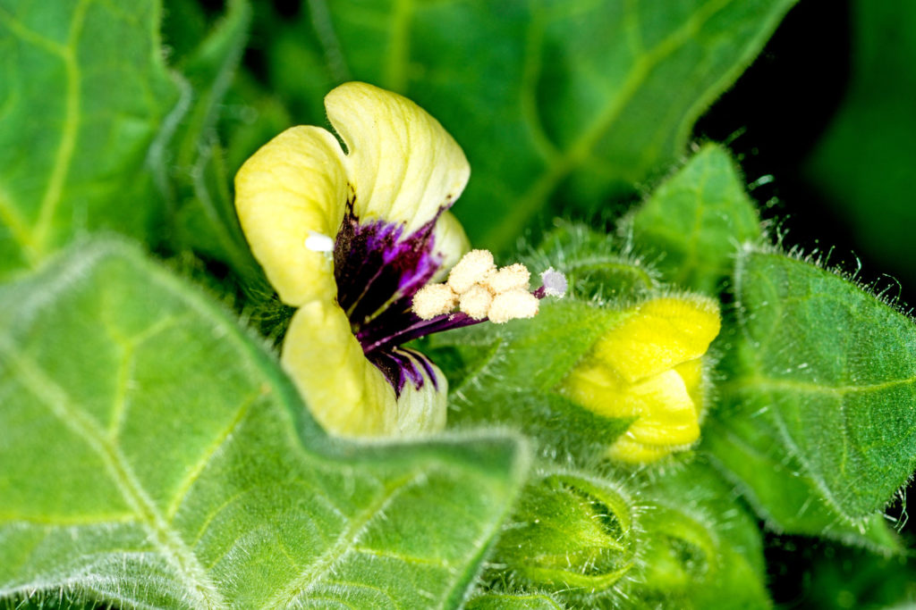 jusquiame-noire-caracteristiques