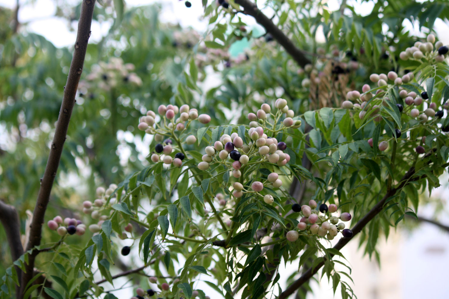 kaloupile-phytotherapie