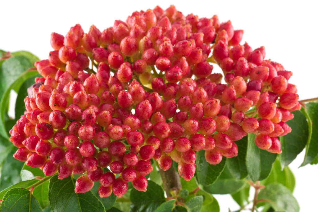 kaloupile-utilisations