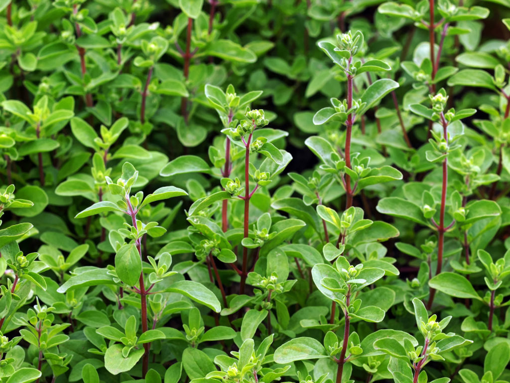 marjolaine-phytotherapie